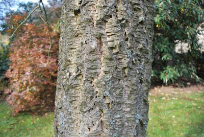 Phellodendron amurense - korkovník amurský - borka akmen